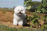 BICHON FRISE 007